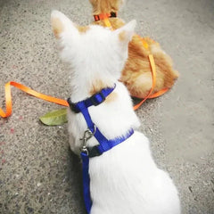 H-shaped harness with leash