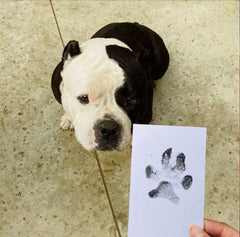 Paw Print Memory Ink Pad
