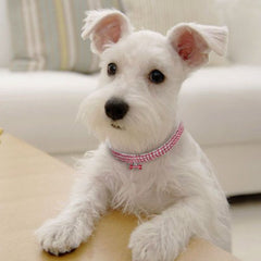 Bling Bone Rhinestone Collar