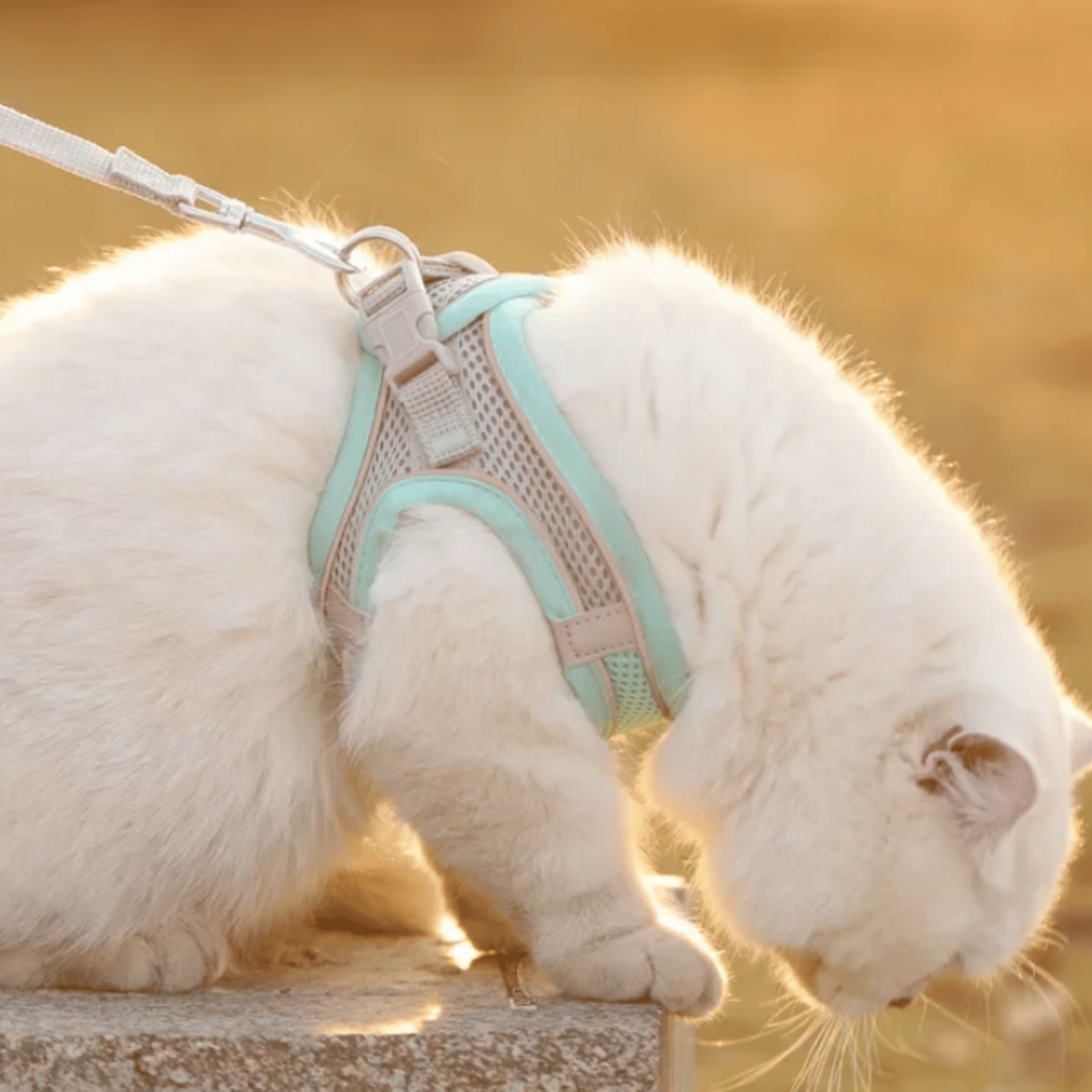 Breathable Dog Harness – Adjustable Harness for Cats & Dogs