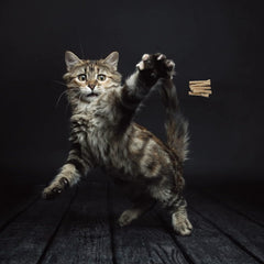 Cat Dancer Interactive Wand Toy