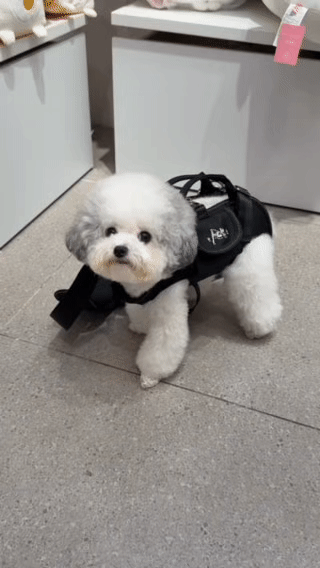 [HOT SALE] Pet Carrier Backpack