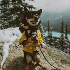Stormproof Jacket