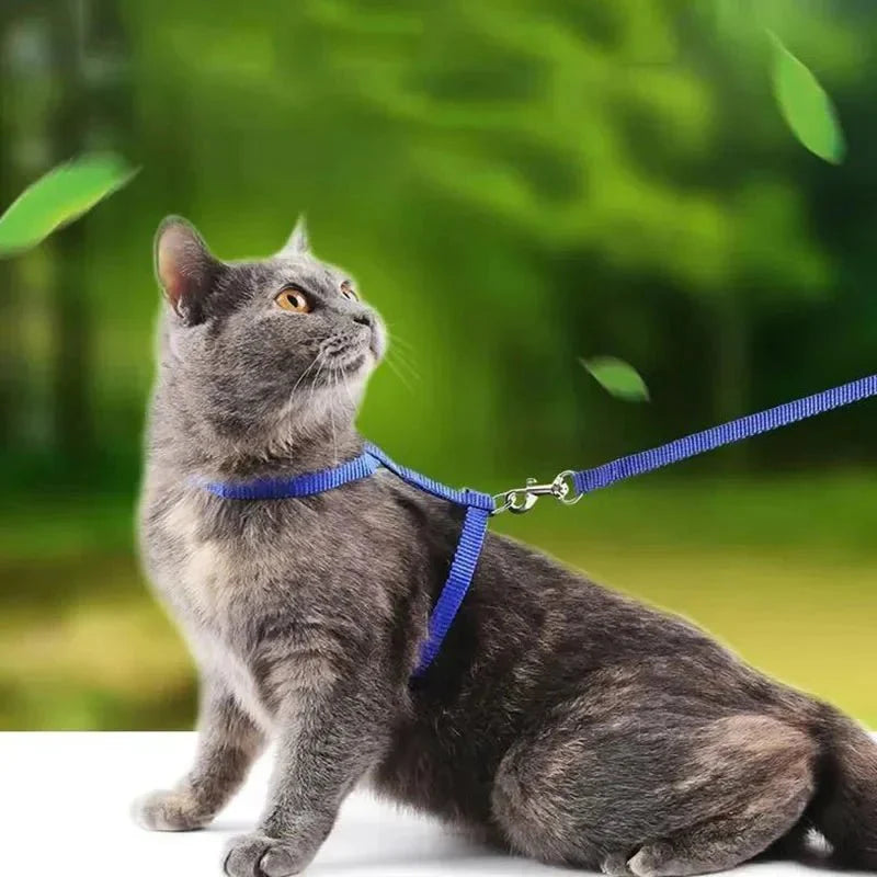 H-shaped harness with leash