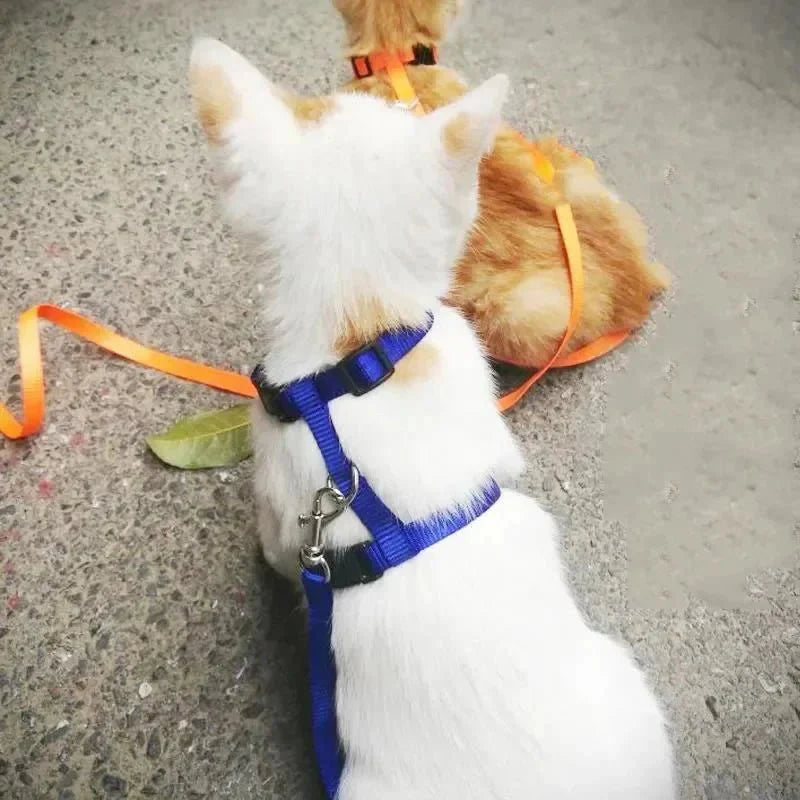 H-shaped harness with leash