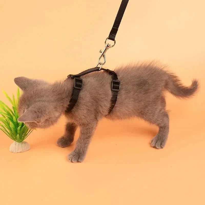 H-shaped harness with leash
