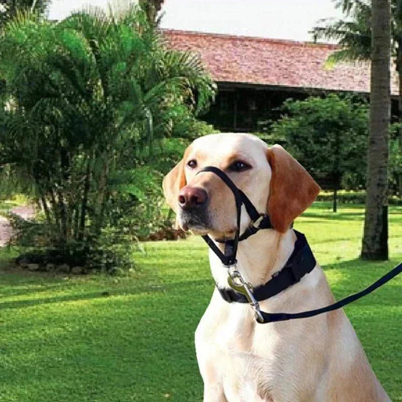 Muzzle for dogs