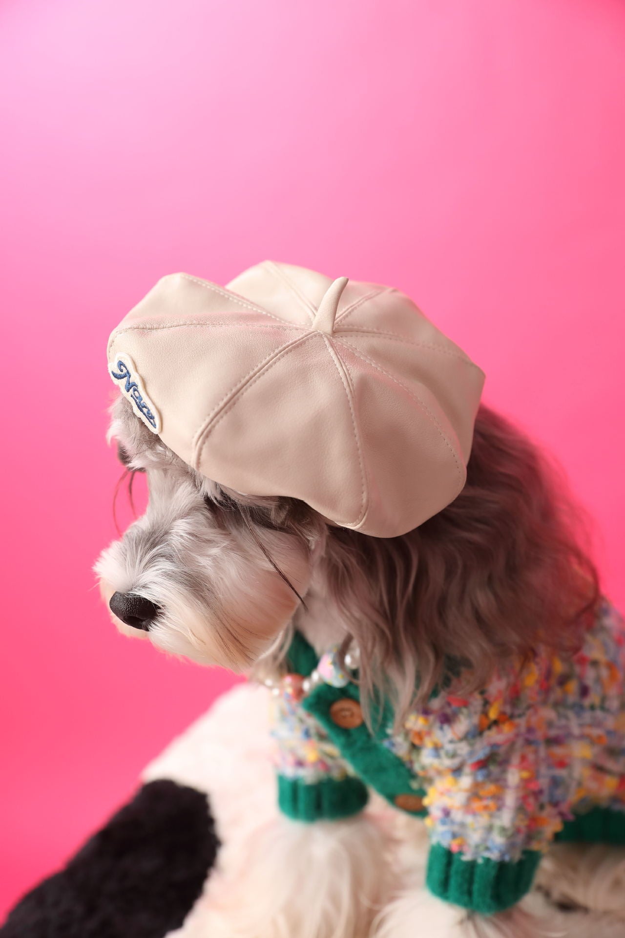 Pawesome Photoshoots - Pumpkin Hat 🎃