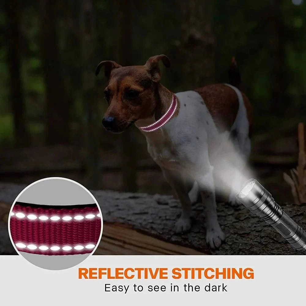 Reflective Dog Collar with Double D-Ring